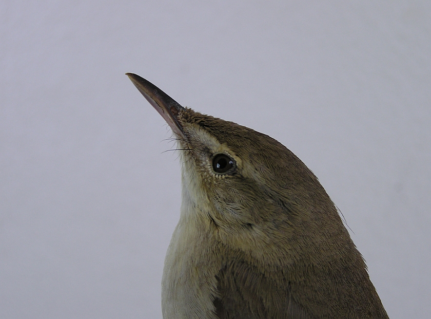 Blyths Reed Warbler, Sundre 20080603